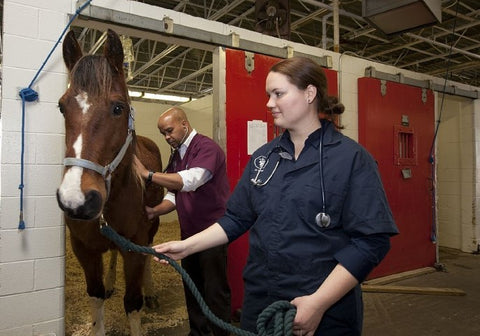 horse vet