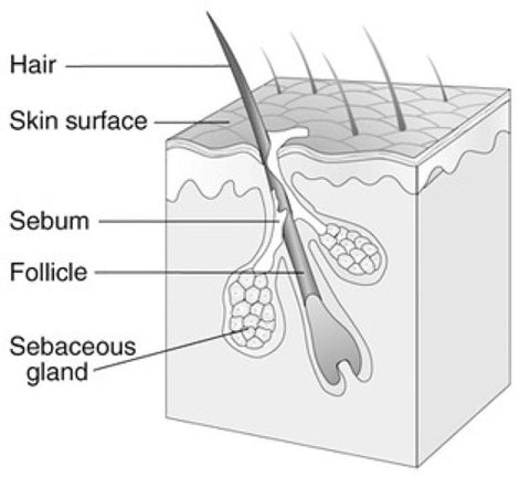 healthy horse coat of fur