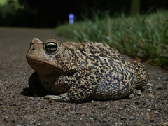 american toad care guide