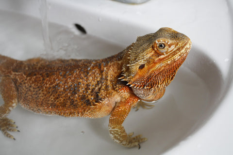 how to give a bearded dragon a bath