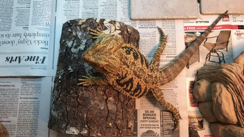 bearded dragon newspaper substrate