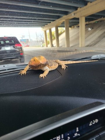 bearded dragon  on  car dashboard