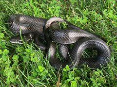 black rat snake care guide