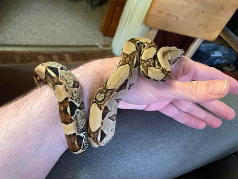 How long do red tail boas live as pets?