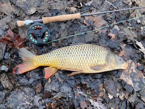 How to Fish for Carp – The Critter Depot