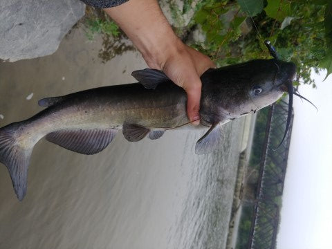 How to Fish for Channel Catfish – The Critter Depot