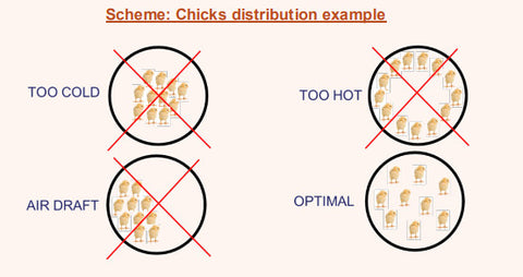 chicken heat spacing