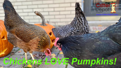 chickens love pumpkins