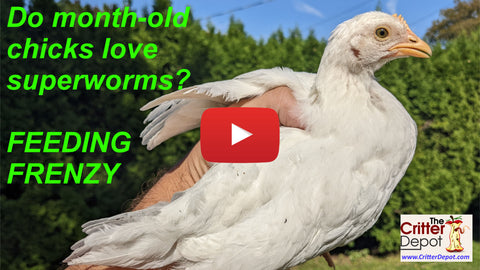 chickens love superworms