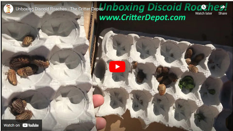 unboxing discoid roaches in the mail