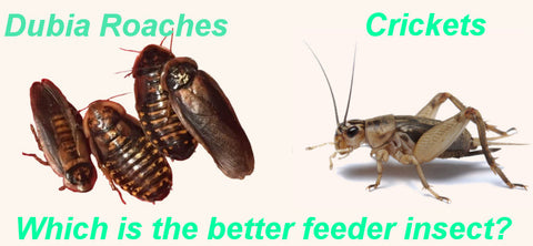 roaches dubia crickets bulk