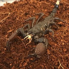 emperor scorpion care guide