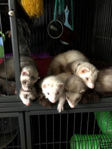 how to care for ferrets