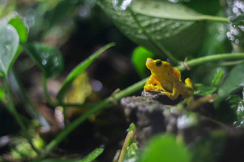 golden poison dart frog substrate