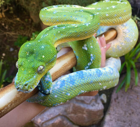 green tree python bite