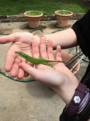 green anole care guide