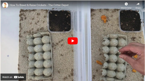 how to breed crickets