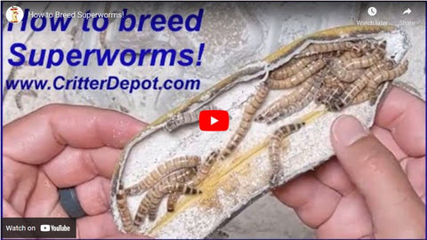 how to breed superworms