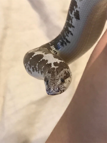 Black and White Kenyan Sand Boa, buy Black and White Boa