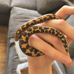 kenyan sand boa