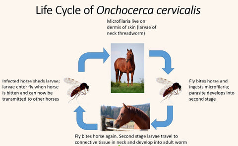 neck threadworm life cycle