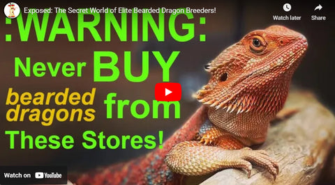 how to identify excellent bearded dragon breeders