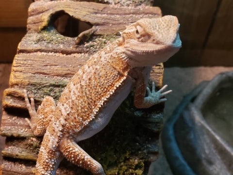 bearded dragon beginner pets