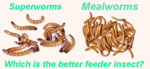 superworms mealworms