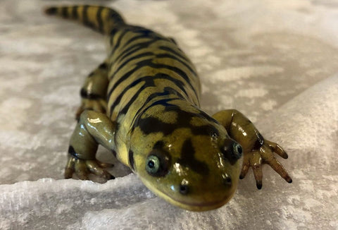 Tiger Salamander Care Guide & Habitat Set up - The Critter Depot