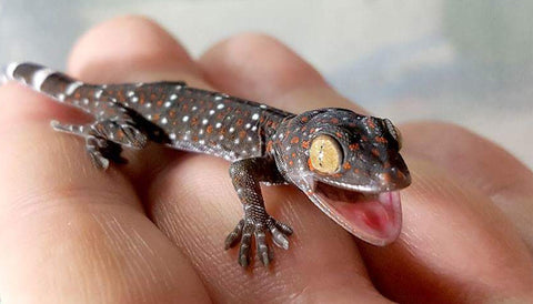 dubia roaches for tokay gecko