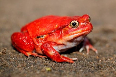 Tomato Frog Care Guide – The Critter Depot