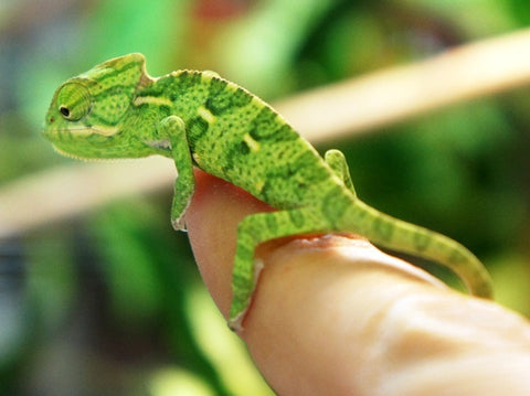 how to care for a veiled chameleon