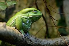 waxy monkey frog care guide