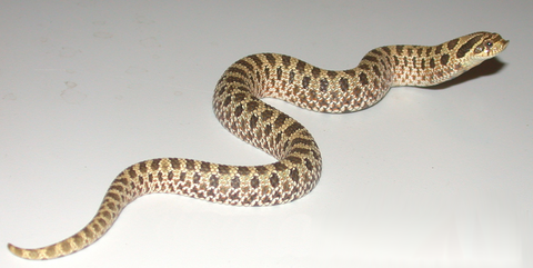 A Guide to Caring for Hognose Snakes as Pets