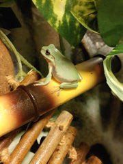 white tree frog care guide