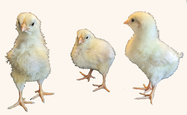 Small Chicks