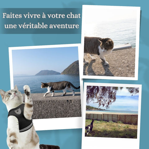 harnais-chat-aventure