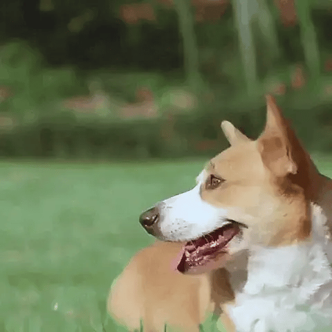Dog Soccer Ball