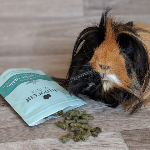 Humphrey the Guinea Pig with a bag of Innocent Pet Guinea Pig Treats