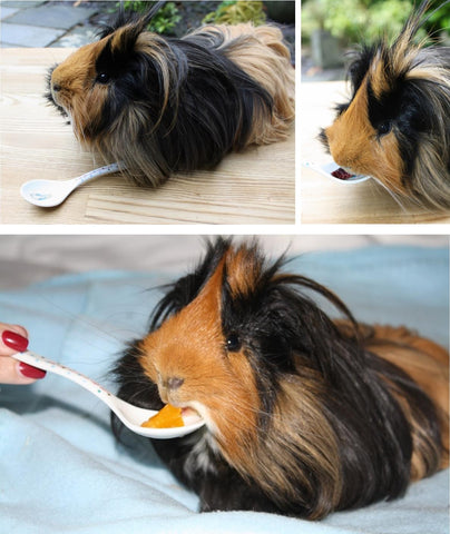 Humphrey the guinea pig enjoying some special fruit treats