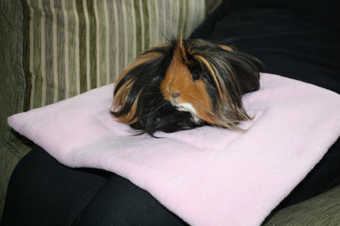 Guinea pig on sat on waterproof lap protector pad