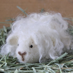 guinea pig white