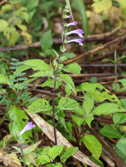 American SkullCap