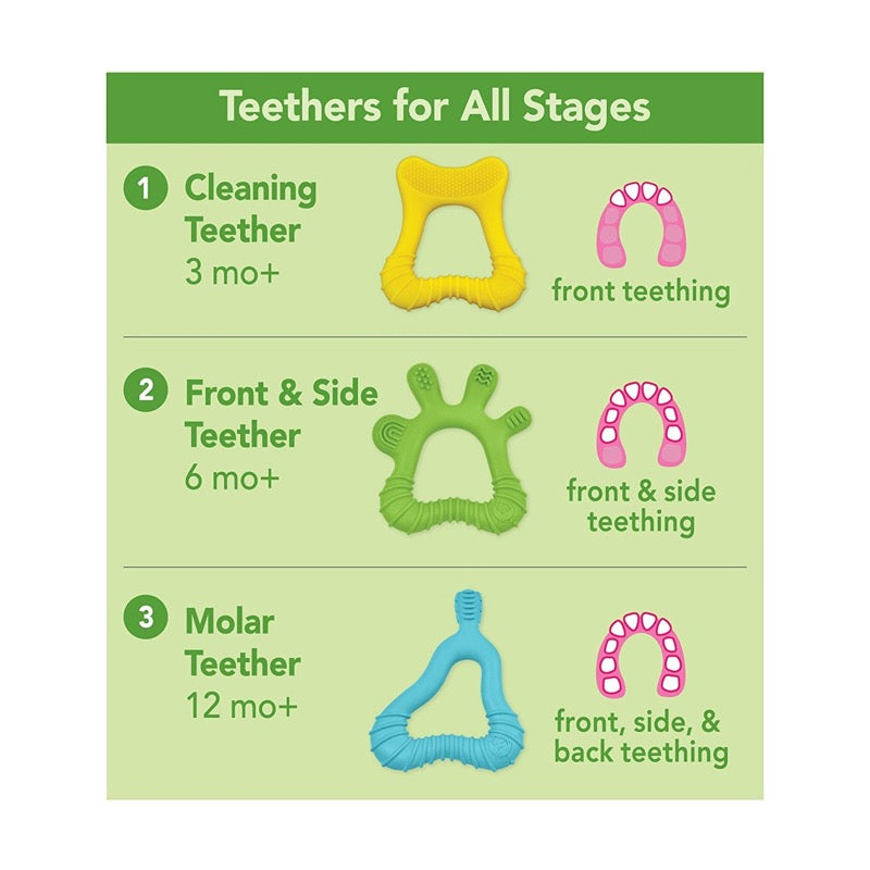 molar teether