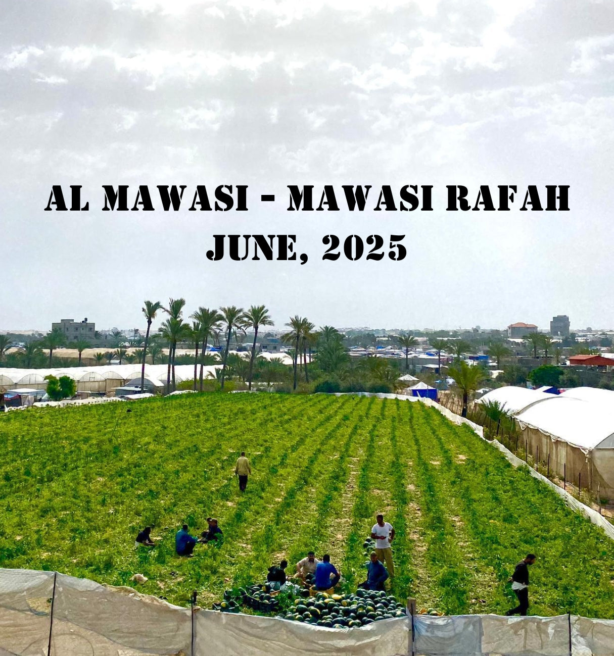 Al Mawasi - Mawasi Rafah Field
