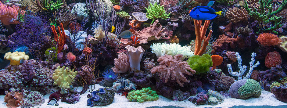 marine aquarium store near me