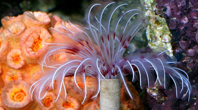 coral colored feathers