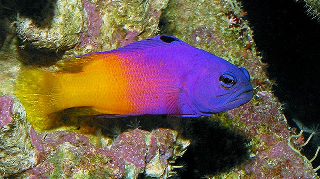 reef fish for sale