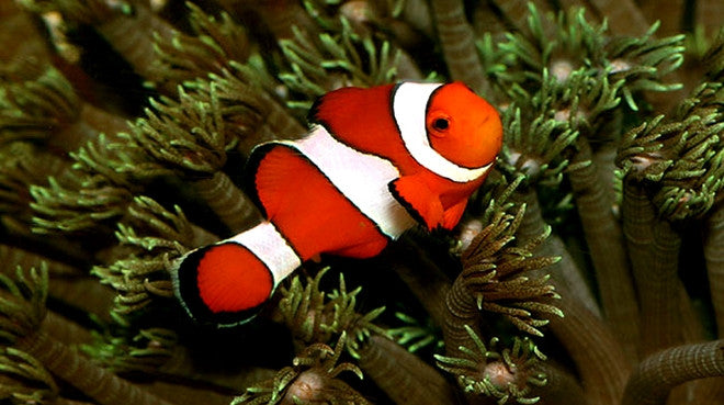 Buy Ocellaris Clownfish | Saltwater Food - Vivid Aquariums