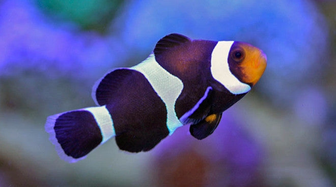 Buy Black White Ocellaris Clownfish Saltwater Sale Vivid Aquariums